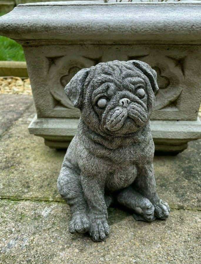 Dog - Pug
